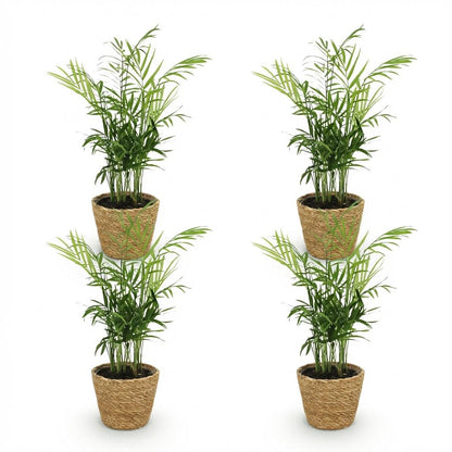 Quatre chamaedorea elegans avec un feuillage vert clair, dans des cache-pots en osier tressé marron clair