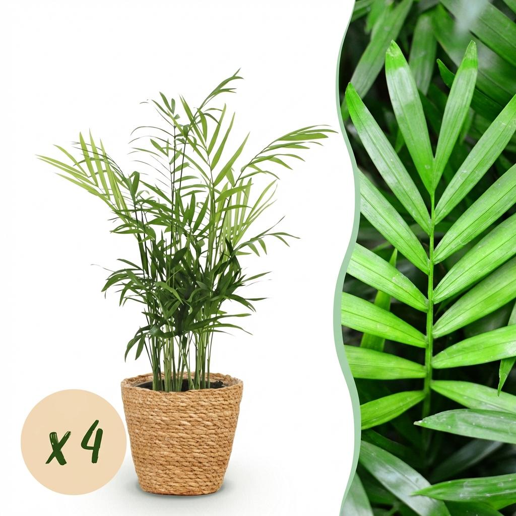 Un ensemble de quatre Chamaedorea elegans plantés dans des cache-pots en osier tressé sur fond blanc, avec un gros plan du feuillage vert