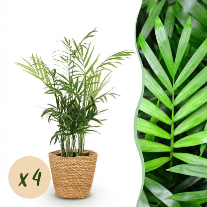 Un ensemble de quatre Chamaedorea elegans plantés dans des cache-pots en osier tressé sur fond blanc, avec un gros plan du feuillage vert