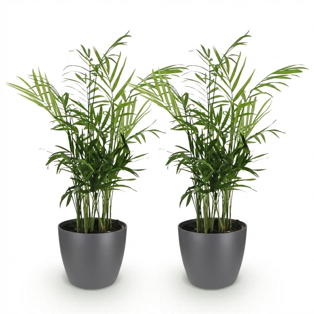 Deux Chamaedorea elegans avec leur feuillage dense et leurs longues feuilles vertes, dans des pots gris fonce