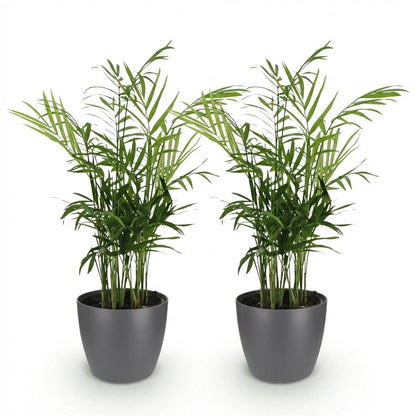 Deux Chamaedorea elegans avec leur feuillage dense et leurs longues feuilles vertes, dans des pots gris fonce