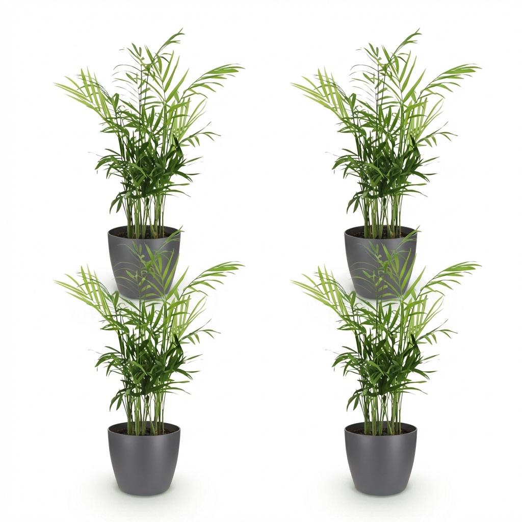 Quatre Chamaedorea elegans à feuilles vertes et fines, dans des pots gris foncés de forme ronde