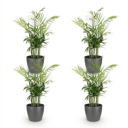 Quatre Chamaedorea elegans à feuilles vertes et fines, dans des pots gris foncés de forme ronde