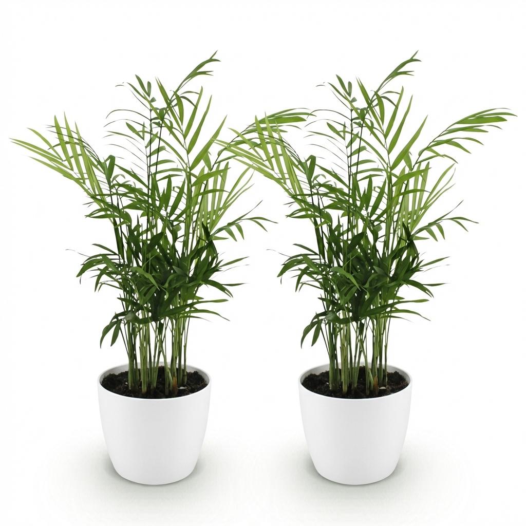 Deux Chamaedorea elegans avec leur feuillage vert luxuriant, plantés dans des pots blancs classiques