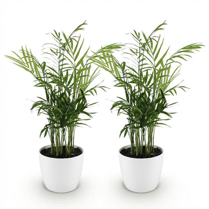 Deux Chamaedorea elegans avec leur feuillage vert luxuriant, plantés dans des pots blancs classiques