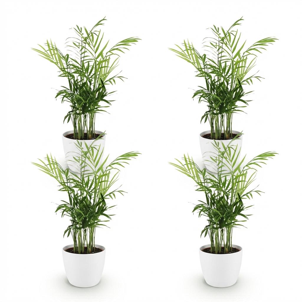 Quatre Chamaedorea elegans avec un feuillage vert clair, chacun planté dans un pot blanc uni