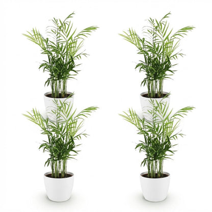 Quatre Chamaedorea elegans avec un feuillage vert clair, chacun planté dans un pot blanc uni