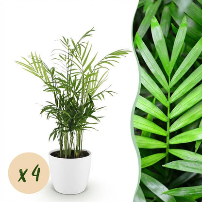 Un élégant Chamaedorea elegans ou palmier en or à l'abondant feuillage vert et ses tiges fines, dans un cache-pot blanc