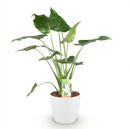 Un Alocasia Cucullata (Main de Bouddha) aux larges feuilles vertes et cupped, planté dans un cache-pot blanc epure de 21cm