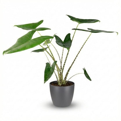 Un Alocasia Cucullata (Main de Bouddha) au feuillage vert brillant et arrondi, planté dans un cache-pot blanc épuré de 21cm