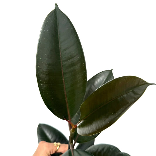 Feuillage brillant et dense d'un Ficus Elastica 'Abidjan' aux grandes feuilles vertes foncees et rouges