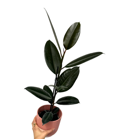 Magnifique Ficus Elastica Abidjan au feuillage vert foncé et brillant dans un élégant pot à rayures rose