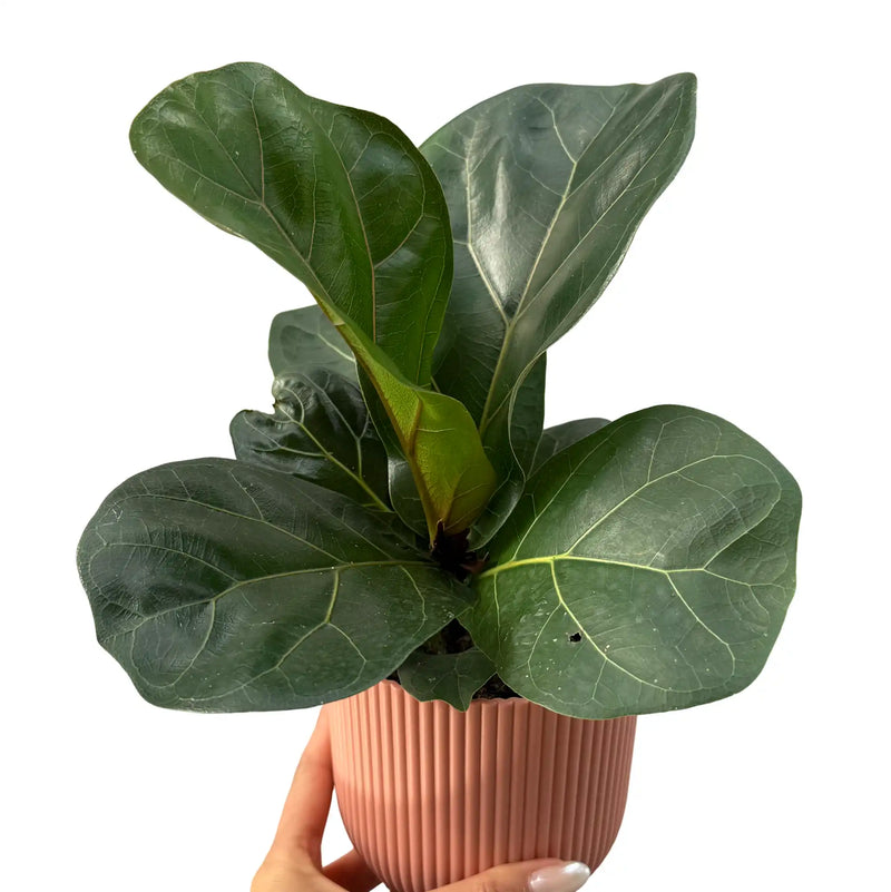 Ficus lyrata