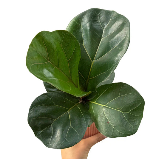 Magnifique Ficus lyrata aux grandes feuilles vert foncé brillantes, avec des nervures claires, dans un pot simple
