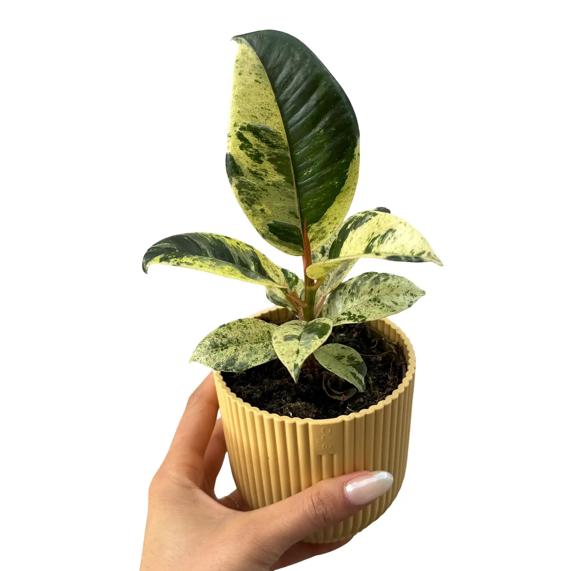 Ficus Shivereana Moonshine aux feuilles panachées de vert et crème dans un pot jaune strié
