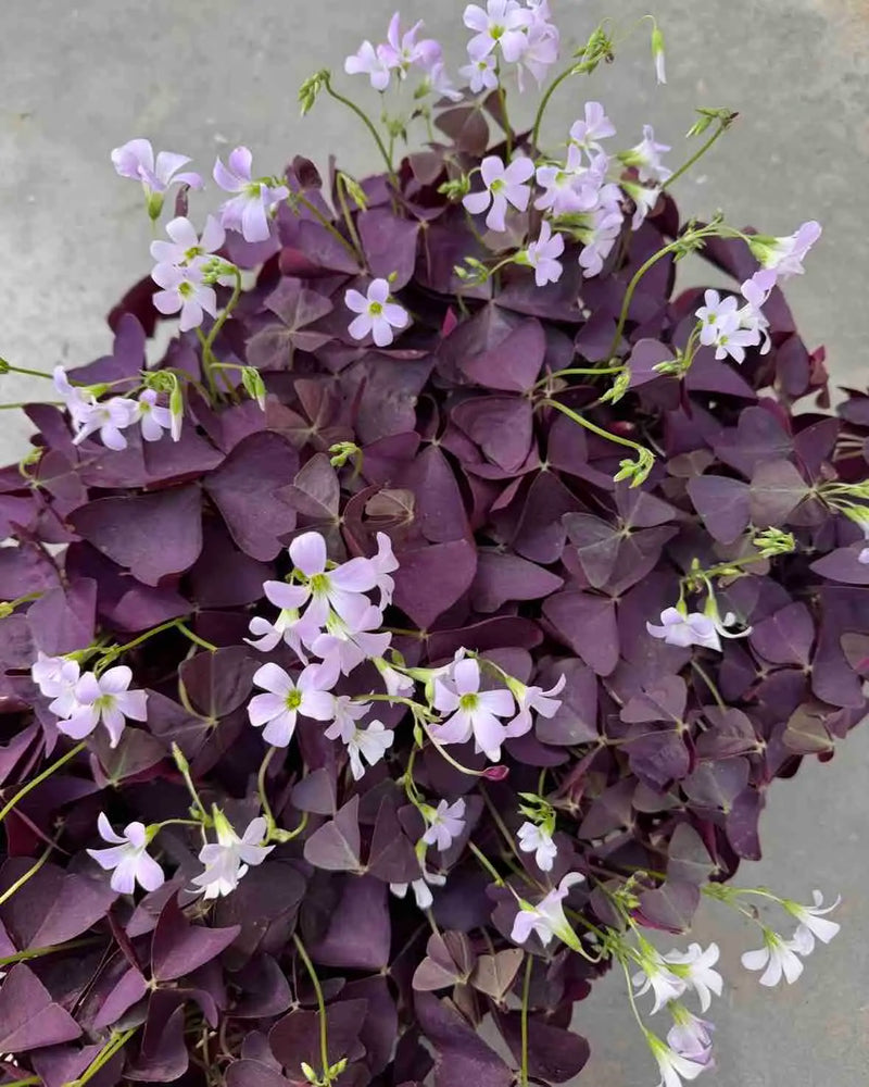 Oxalis