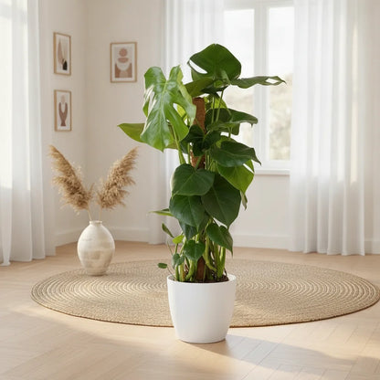 Monstera Deliciosa, plante d'intérieur avec tuteur, pot 19cm, 90cm hauteur.