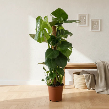 Grande Monstera Deliciosa de 90cm avec tuteur, plante d'intérieur en pot de 19cm.