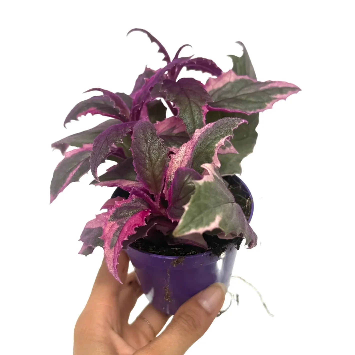 Gynura Aurantiaca Purple Passion Variegata