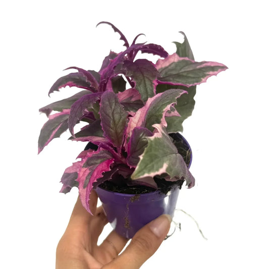 Gynura Aurantiaca Purple Passion Variegata
