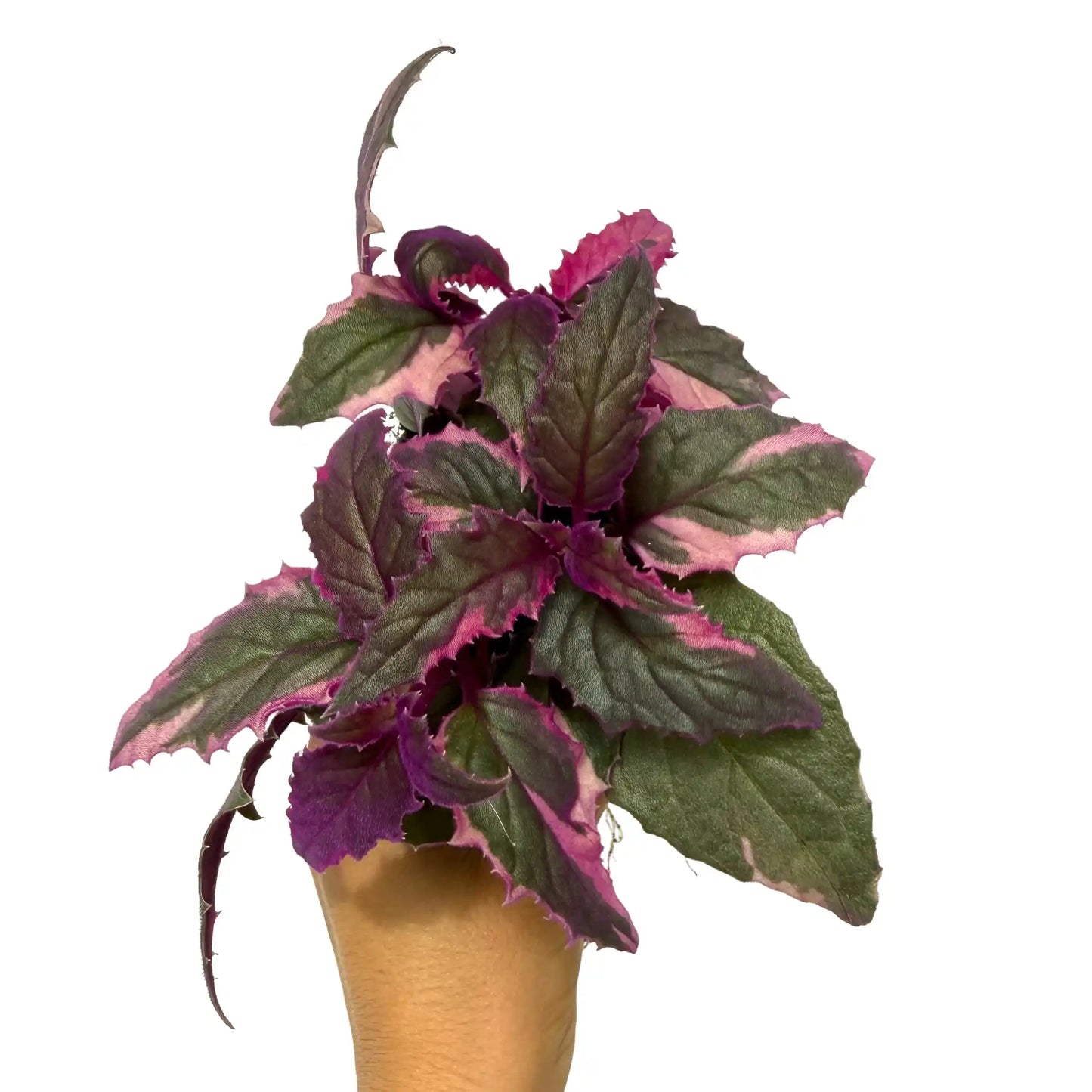 Gynura Aurantiaca Purple Passion Variegata