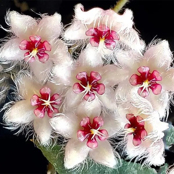 Gros plan sur un bouquet de fleurs Hoya Caudata flagellata 'Silver' aux pétales blancs duveteux et au cœur rouge vif
