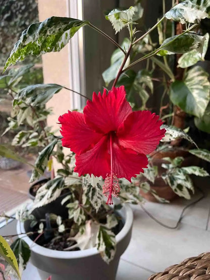 Hibiscus Variegata