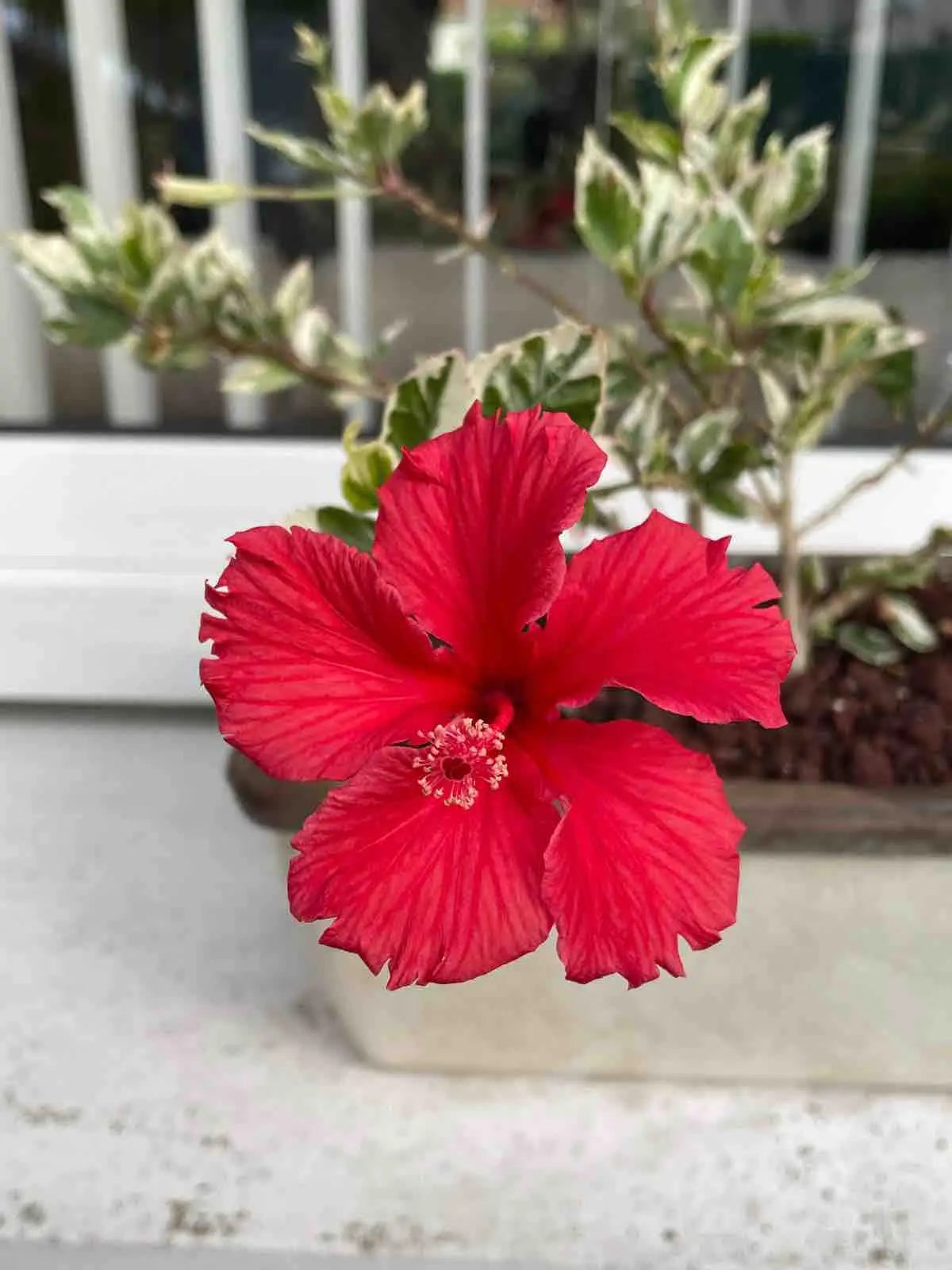 Indoor Plant Care Substrates Fertilizers Accessories – plantandstories