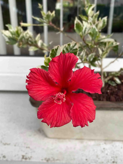 Hibiscus Variegata