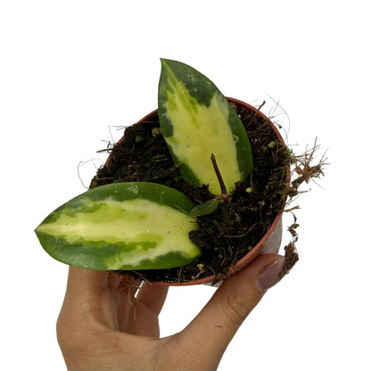 Hoya Acuta Inner Variegata
