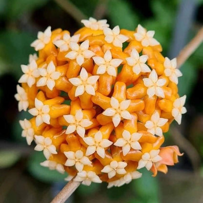 Grappe de fleurs de Hoya aff. Vitellina orange vif avec de petites étoiles blanches en leur centre