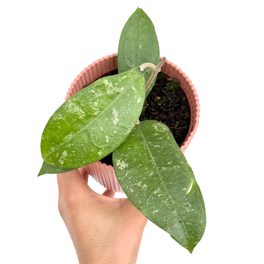 Hoya aff. Vitellina