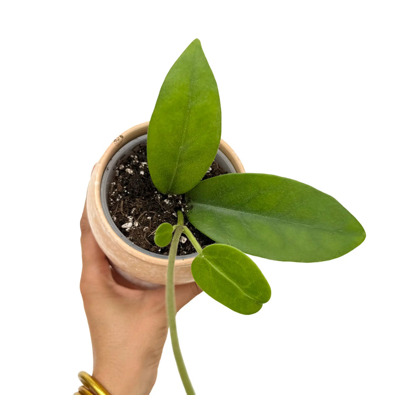 Hoya Albiflora