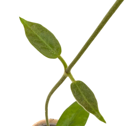 Hoya Albiflora