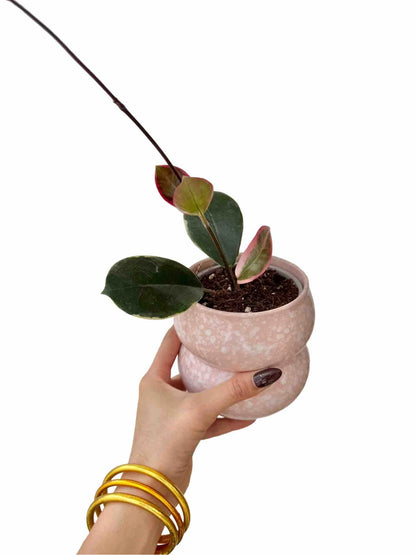 Hoya Australis Blondie