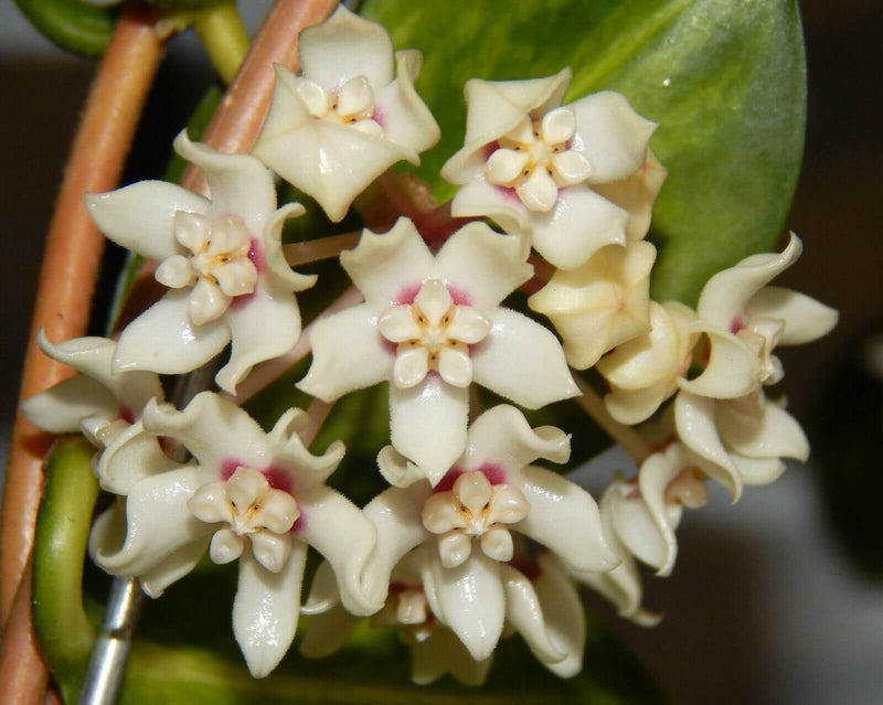 Hoya Australis Blondie