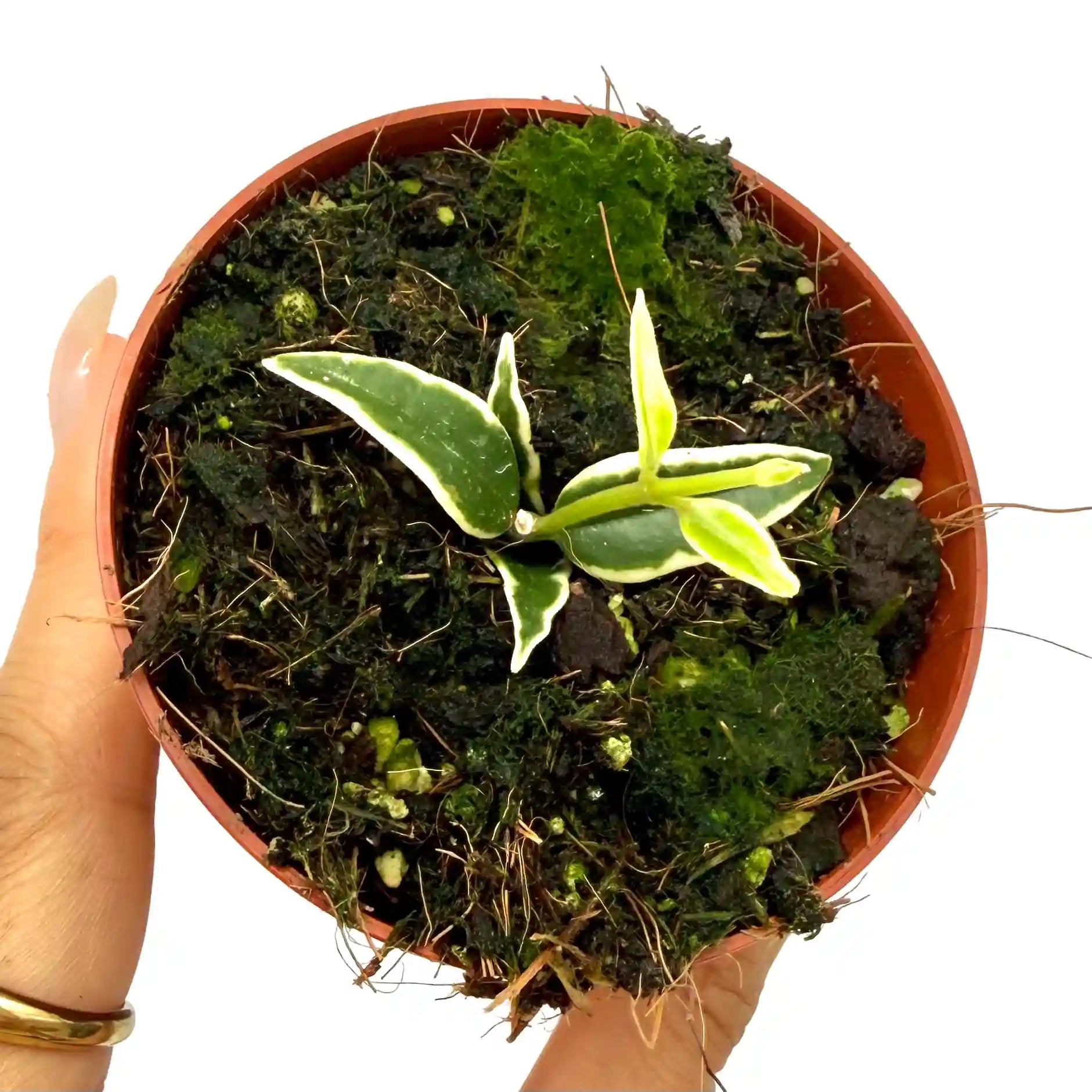 Jeune bouture de Hoya Bella Variegata aux feuilles vertes bordées de blanc crème dans un pot en terre cuite rempli de substrat humide et de