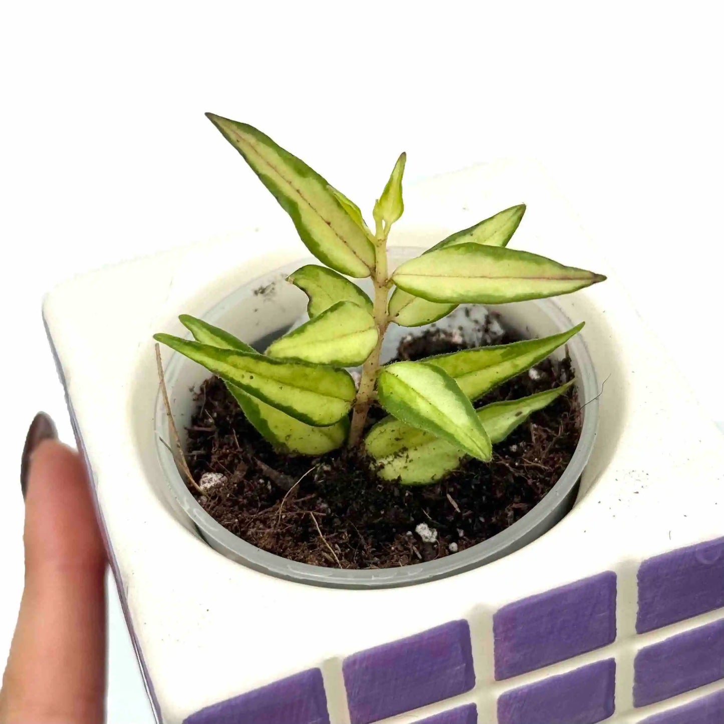 Hoya Bella Inner Variegata 'Lida Buis'