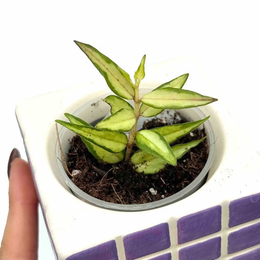 Hoya Bella Inner Variegata 'Lida Buis'