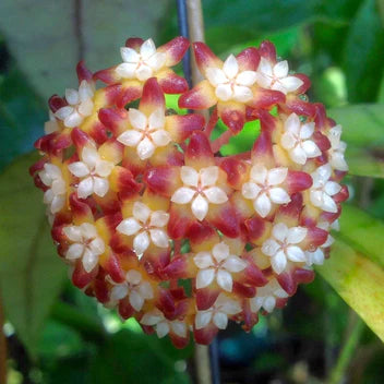 Boule de fleurs étoilées du Hoya Black Cat, avec des pétales bordeaux et jaunes, et un cœur blanc crème