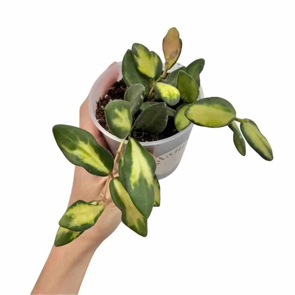 Hoya Burtoniae Variegata DS70