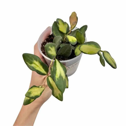 Hoya Burtoniae Variegata DS70