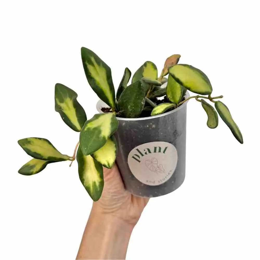 Hoya Burtoniae Variegata DS70