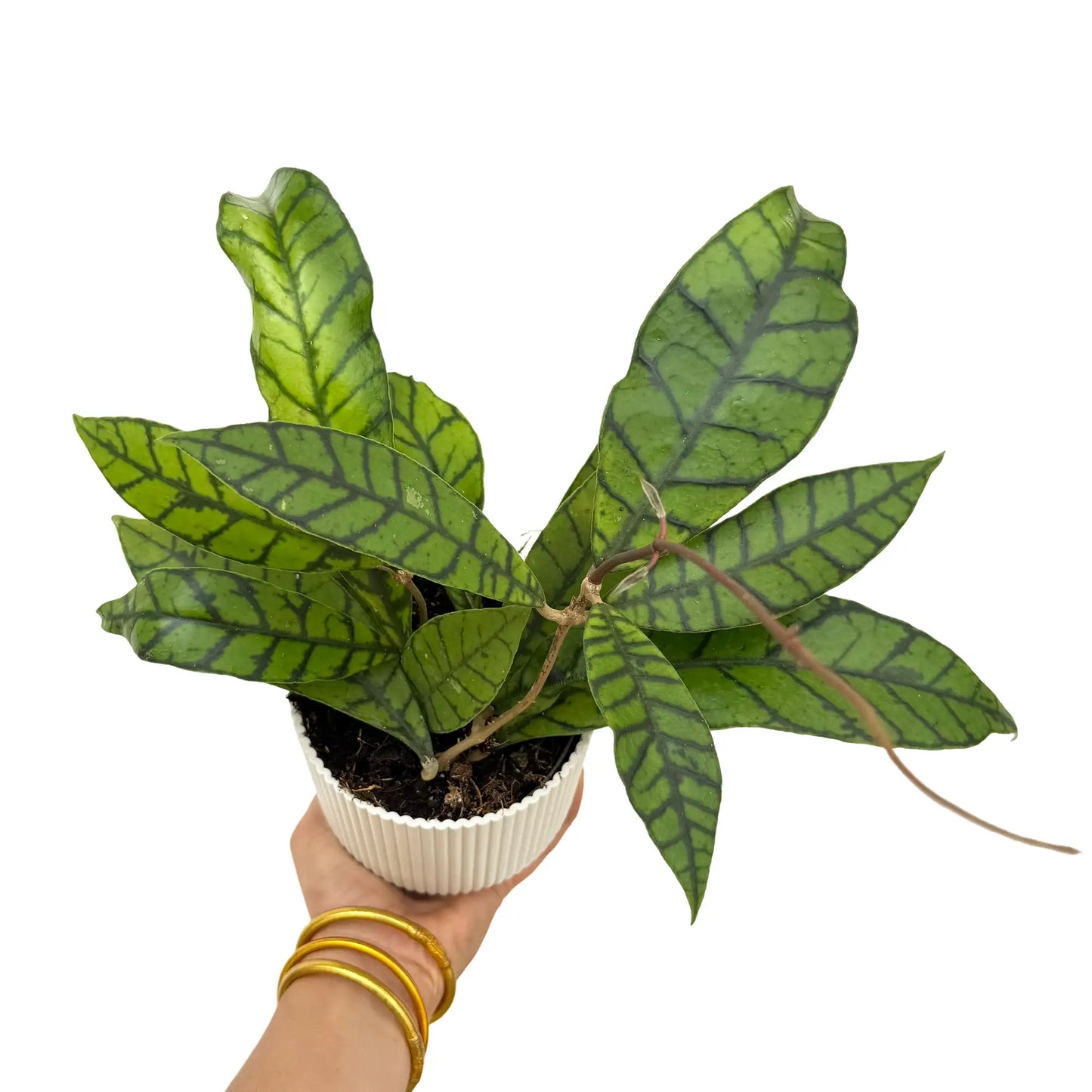 Hoya Callistophylla
