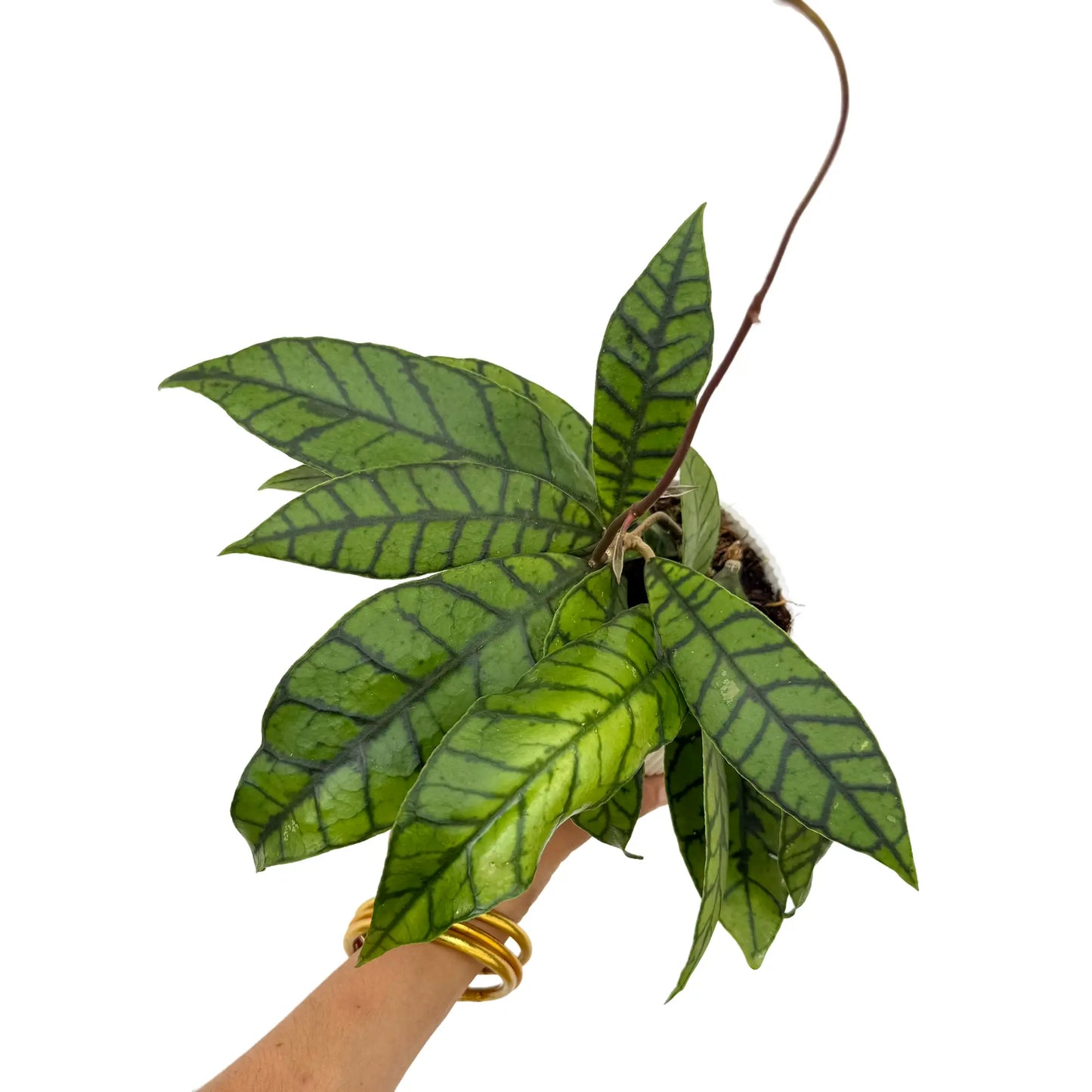 Hoya Callistophylla