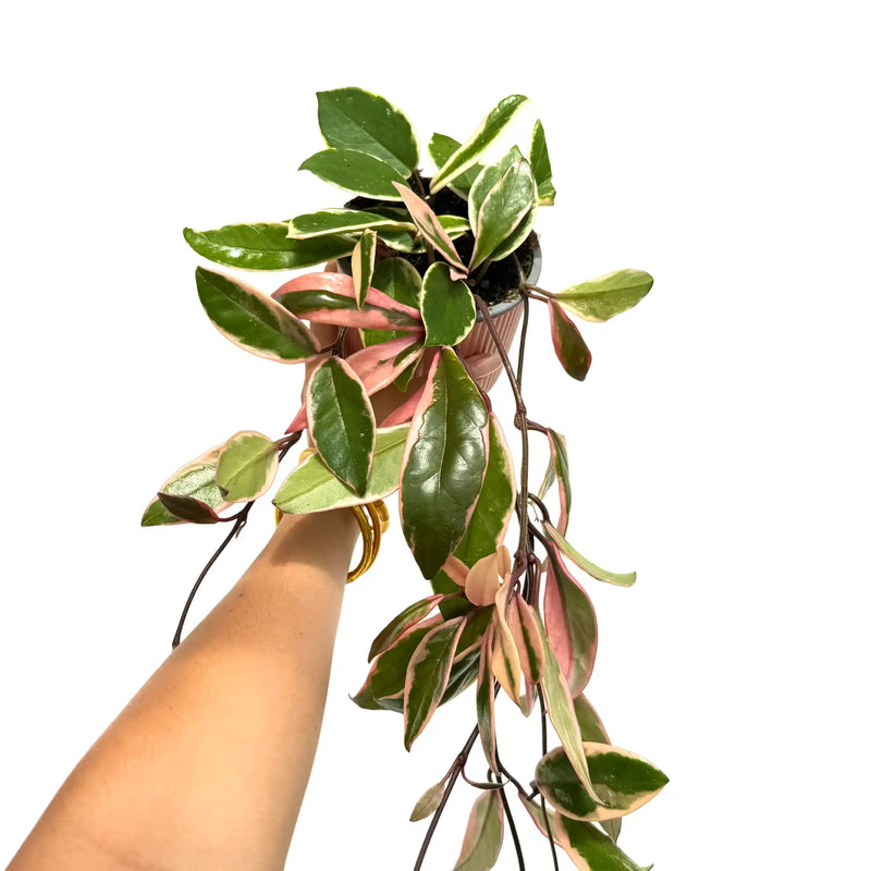Hoya Carnosa Flamingo Dream