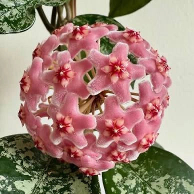 Hoya Carnosa Freckles Splash