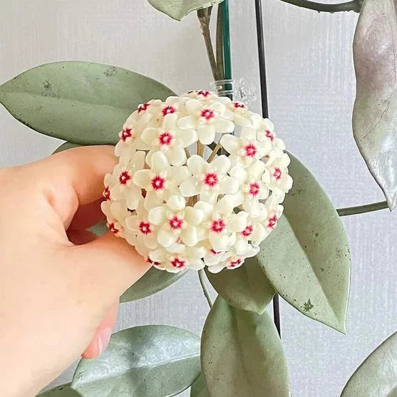 Hoya Carnosa 'Wilbur Graves Silver'