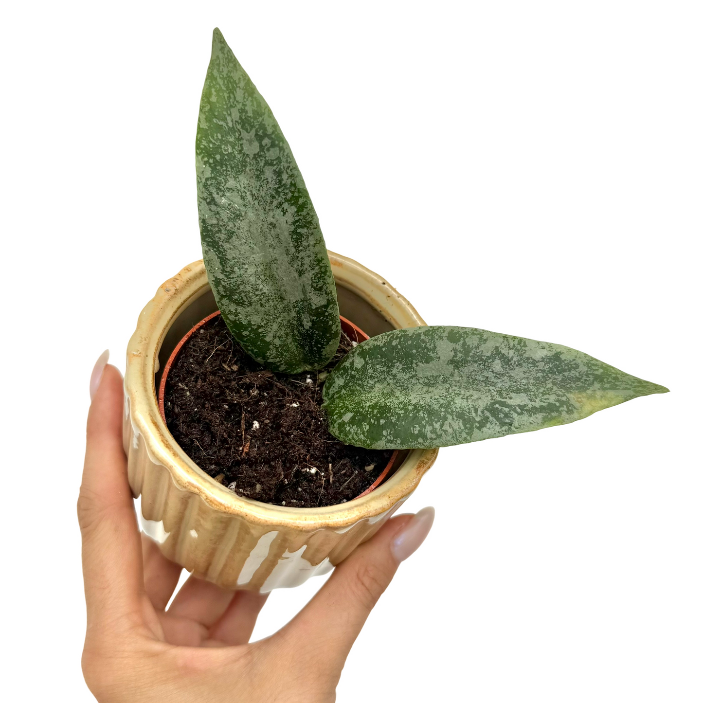 Hoya Caudata flagellata 'Silver'