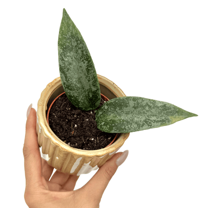 L'Hoya Caudata flagellata 'Silver' presente de grandes feuilles panachees argent et vert dans un pot ceramique beige strié